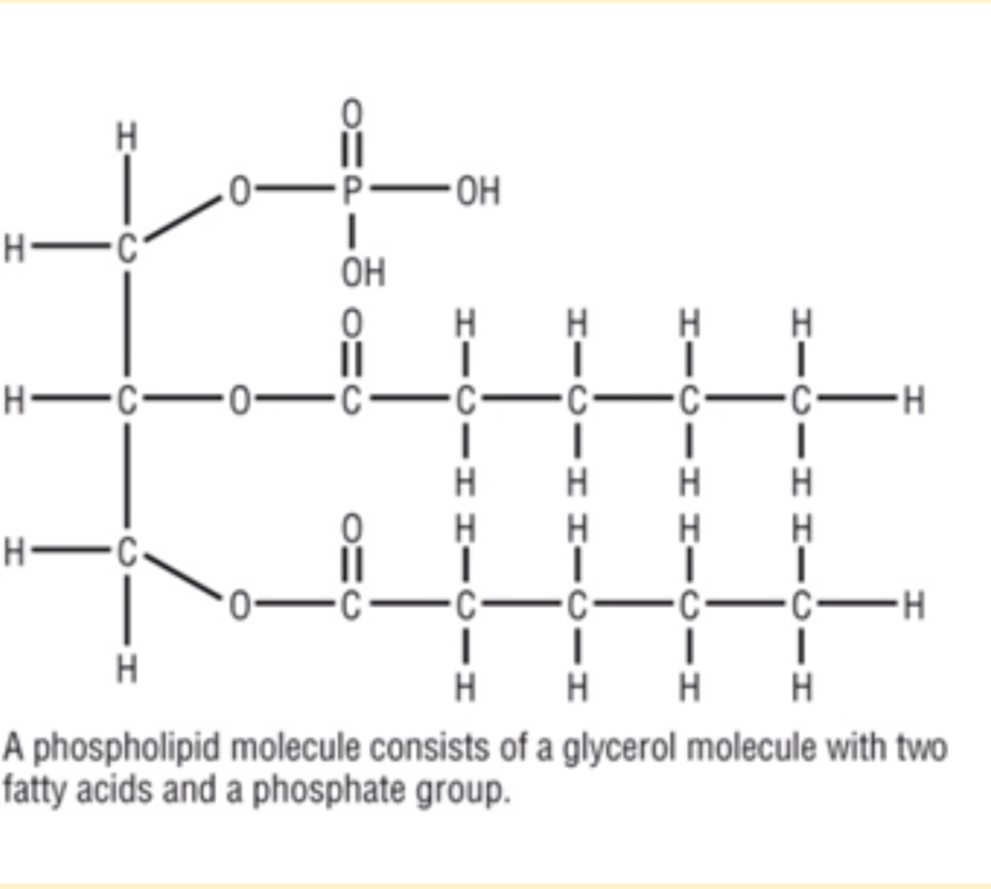 <ul><li><p><span style="color: red"><mark data-color="yellow" style="background-color: yellow; color: inherit">Glycerol + 2 fatty acids + a phosphate group</mark></span></p></li></ul>