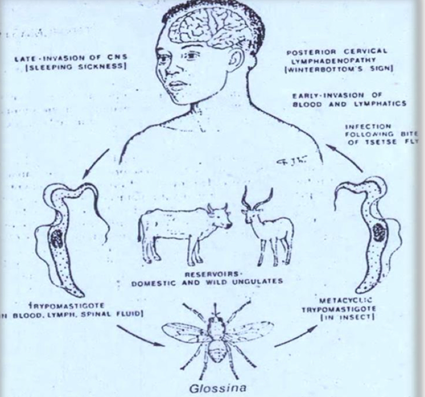 <p>Life cycle?</p>
