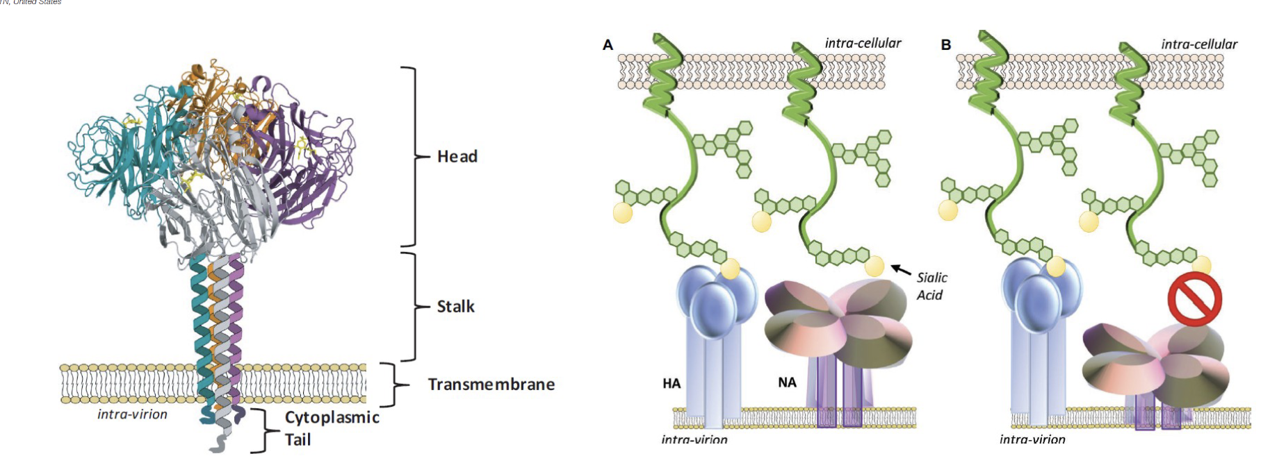 <p>is a four polypeptide protein. </p><p>cleaving sialic acid.</p><p>it moves side to side and these lobes [where the active site of the enzyme are] can clip sialic acid residues off of proteins that are associated with receptors. </p>