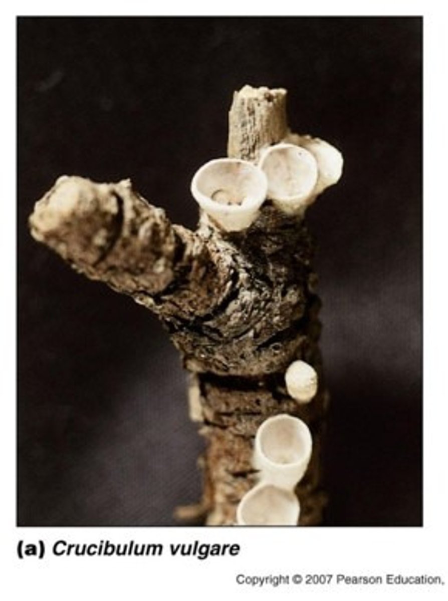 <p>Brödkorgsvamp, Hela svampen är att betrakta som en fruktkroppssamling, i vilken det finns fruktkroppar med basidiesporer i</p>