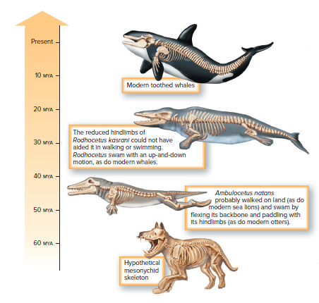 Evolution of whales.