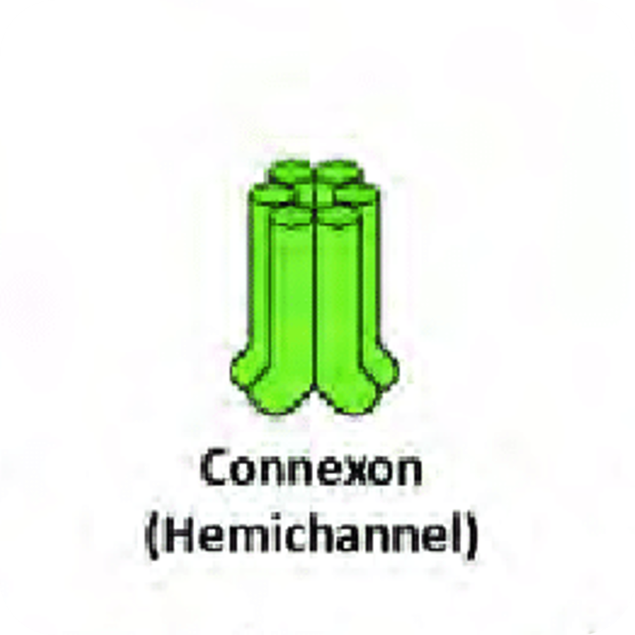 <p>Connexon</p>