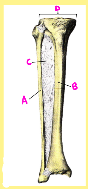 <p><u>Name the following</u>:</p><ul><li><p>Bone?</p></li><li><p>Side?</p></li><li><p>View?</p></li><li><p>D?</p></li></ul><p></p>