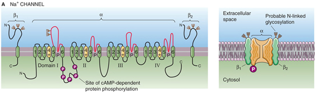 <ul><li><p>pseudotetrameer</p><ul><li><p>4 homologe subunits</p></li></ul></li><li><p>6 transmembranaire segmenten</p></li></ul><p></p><p></p>