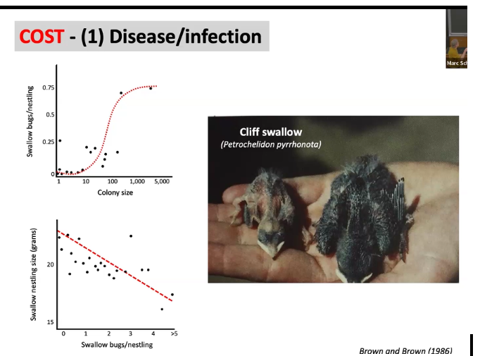 <ul><li><p><span style="background-color: transparent; font-family: "Short Stack", cursive;">Emperor penguin&nbsp;</span></p></li><li><p><span style="background-color: transparent; font-family: "Short Stack", cursive;">Cliff swallows and swallow bugs (like bed bugs)&nbsp;</span></p></li><li><p><span style="background-color: transparent; font-family: "Short Stack", cursive;">Bigger colonies → easier to target and cling to them&nbsp;</span></p></li></ul><ul><li><p></p></li><li><p><span style="background-color: transparent; font-family: "Short Stack", cursive;">Alpine swift by flying for 10 months of the year over the oceans&nbsp;</span></p><ul><li><p><span style="background-color: transparent; font-family: "Short Stack", cursive;">Means that they are less likely to catch disease because they are all spread apart in the air</span></p></li></ul></li></ul><p></p><p></p>