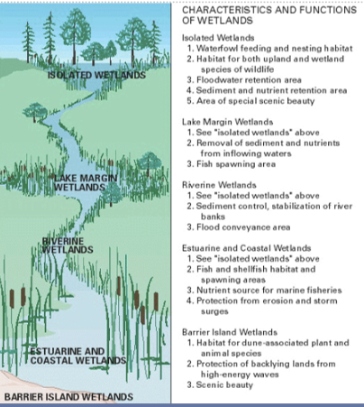 <ul><li><p class="Paragraph SCXW47302132 BCX0" style="text-align: left;"><span>Isolated wetlands are the “sponges” and “kidneys”&nbsp;&nbsp;</span></p></li></ul><ul><li><p class="Paragraph SCXW47302132 BCX0" style="text-align: left;"><span>Lake margin wetlands are kinda a transition region&nbsp;&nbsp;</span></p></li></ul><p></p>