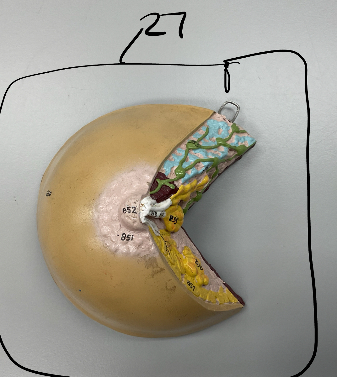 <p>27</p>