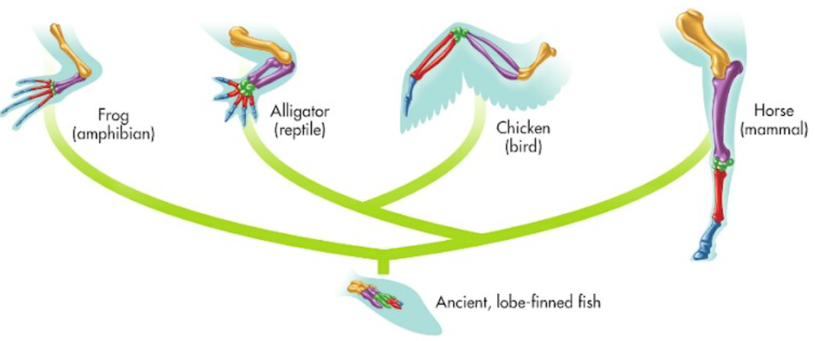 The basic structural (or functional) similarities between taxa that existed in their straight or distant ancestors, so that they have not changed substantially in their lineage, but have been modified adaptively at most (Ex: Five-toad limbs, insect antennae, plant leaves)