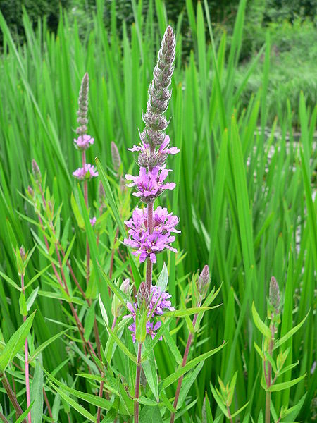 Purple loosestrife:

square stem, 6 petal purple flower, thin, opposite, leaves