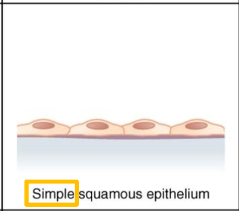 <p>single layer flattened scale like tissue foe the allowance of diffusion, and filtration, secretes lubricating substances. Can be found in air sacs of lungs, blood vessels, and lymphatic vessels</p>
