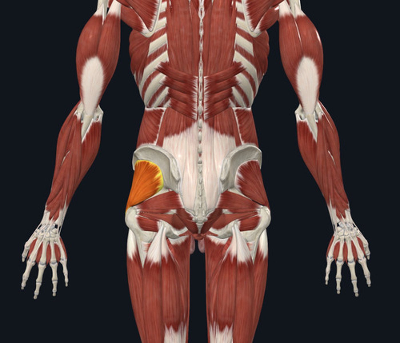 <ul><li><p><u>Origin:</u>&nbsp;Ilium</p></li><li><p><u>Insertion:</u>&nbsp;Femur</p></li><li><p><u>Action:</u>&nbsp;Hip abduction</p></li></ul><p></p>