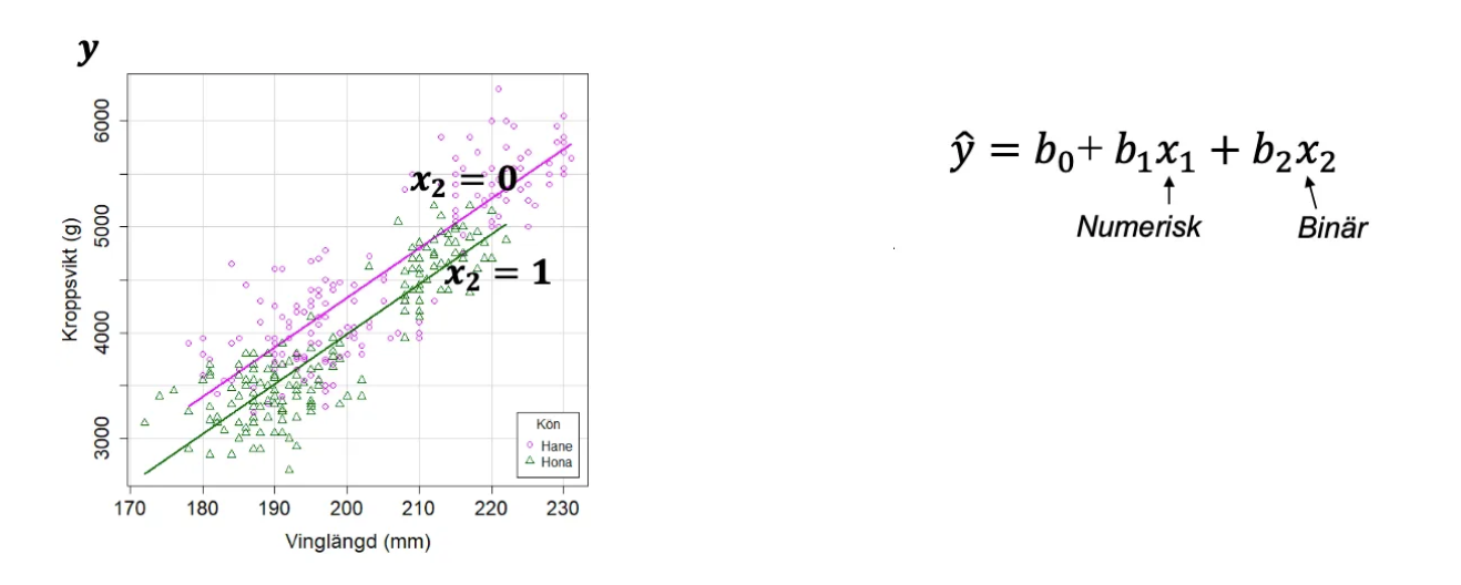 <p>När en av x-variablerna är binär kan den skattade regressionsmodellen ritas som två parallella linjer i ett spridningsdiagram, en för varje kategori.</p><p>b₁ är lutningen på linjen (samma för båda linjerna).</p><p>b₂ är avståndet i höjdled (y-led) mellan de två linjerna.</p><p><span>Positivt b1, Negativt b2</span></p>