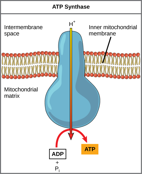 <p><strong>ATP synthase</strong> is an inner mitochondrial membrane that functions as a proton channel. </p>