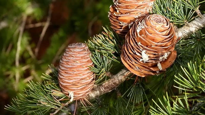 <p><em>Cedrus deodora</em>, deodar cedar, Pinaceae</p>
