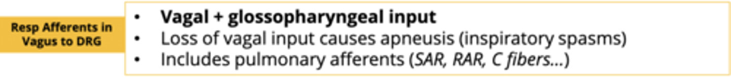 <p>apneusis (inspiratory spasms)</p>