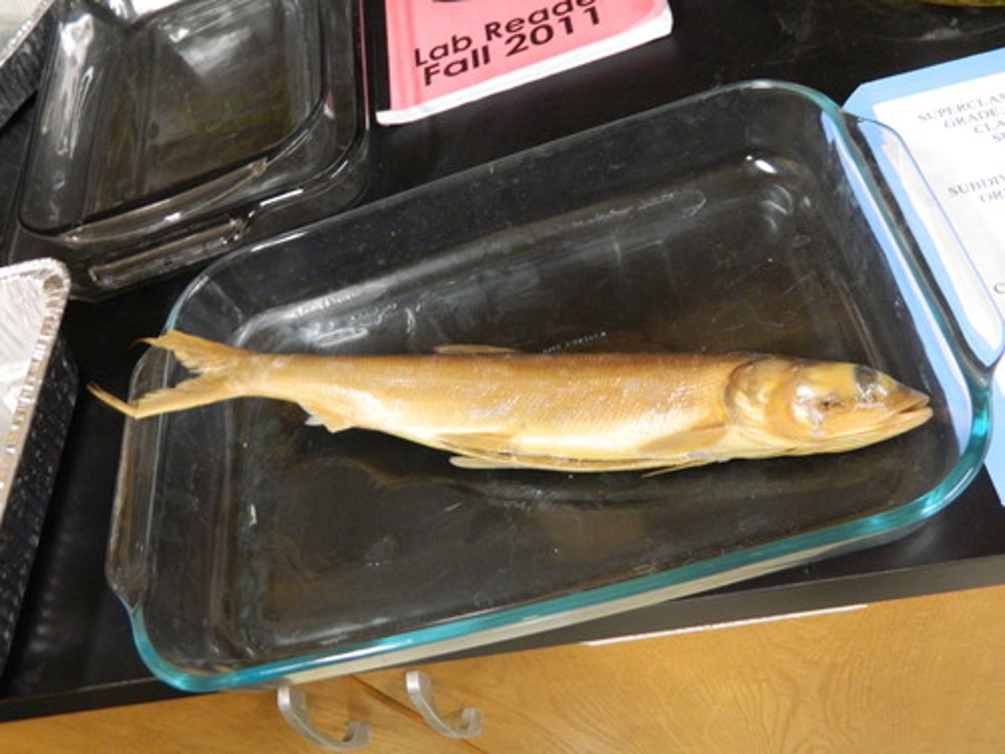 <p>ladyfishes</p>