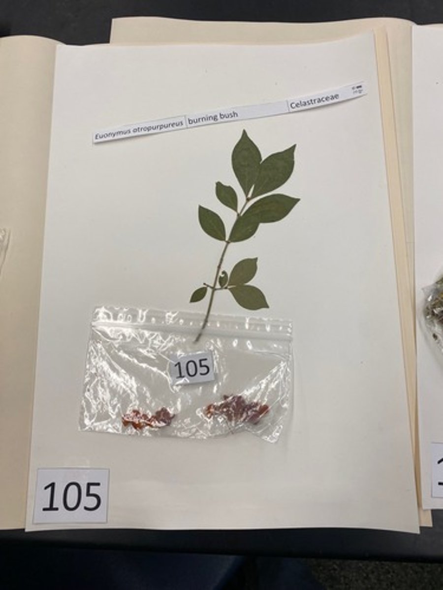 <p>Euonymus alatus (Celastraceae)</p>