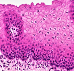 <p>Stratified squamous epithelium function</p>