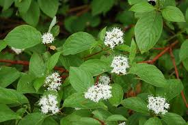 <p>Thicketing shrub, red bark, oppositely arranged, silky feel to underside of leaves, small valvate fuzzy brown terminal buds, entire margins and fibrous U-shaped veins, flowers in corymbs with four petals that become bright white berries with dark spots</p>