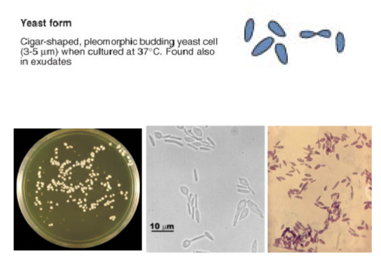 <p>Cigar shaped pleomorphic budding yeast cells </p>