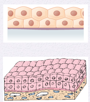 <p>Identify the Epithelium</p>