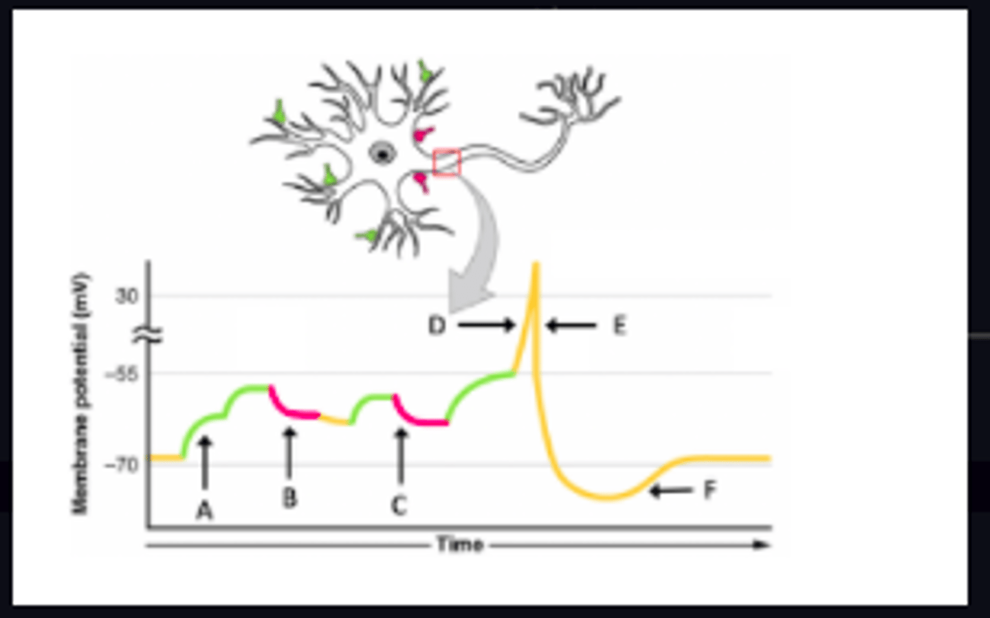<p>Which point(s) show a depolarization from resting membrane potential?</p><p>A) A</p><p>B) B</p><p>C) C</p><p>D) D</p><p>E) E</p><p>F) F</p><p>G) A, D</p><p>H) A, D, F</p><p>I) A, B, C, D</p><p>J) A, B, C, D, E</p><p>K) A, B, C, D, E, F</p>