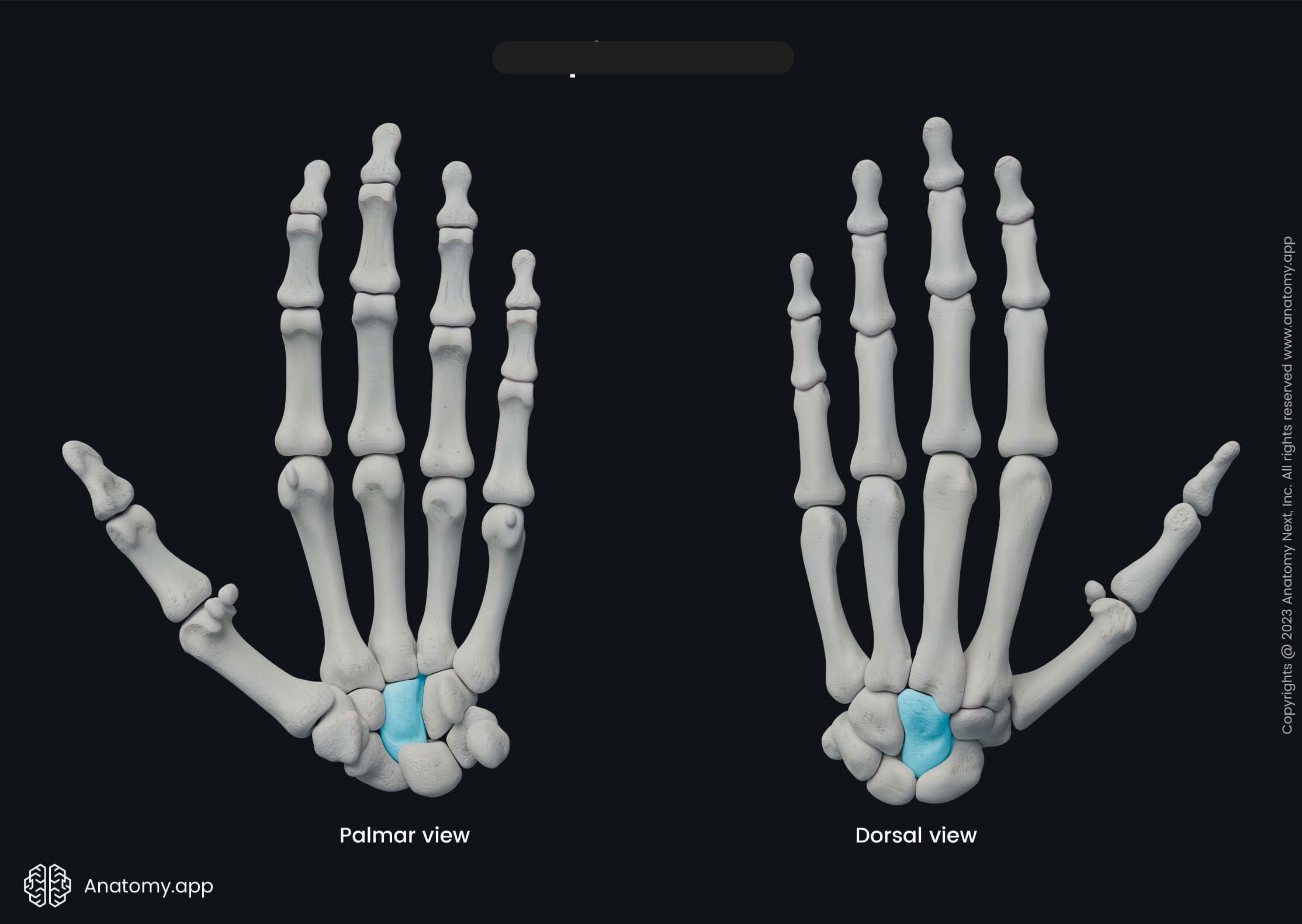 <p>What bone is this?</p>