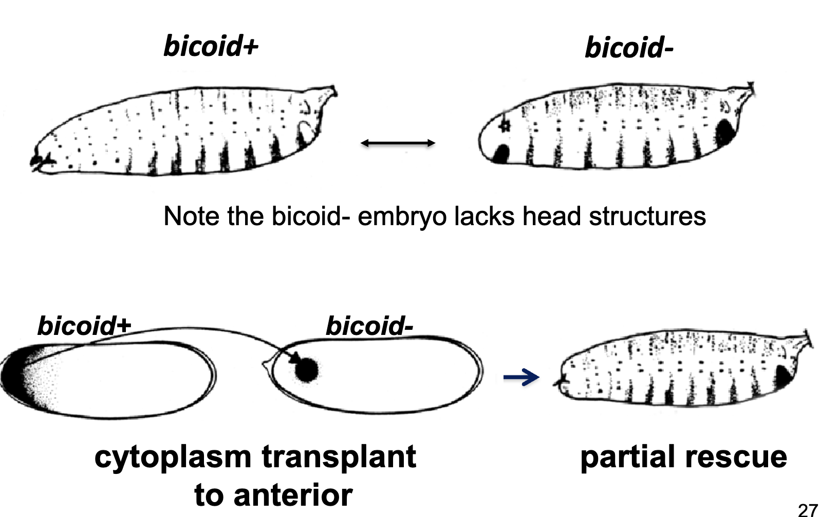 <ul><li><p>the bicoid+ gene product acts like a morphogen</p></li><li><p>the bicoid- embryo lacks head structures (all abdomen); didn’t have bcd at the critical time</p></li><li><p>cytoplasmic transplant of bicoid+ to bicoid- anterior partially rescues the phenotype</p></li><li><p>a cytoplasmic transplant to the middle would result in head and thoracic segments in the middle</p></li></ul><p></p>