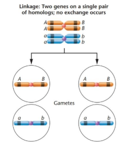 <p>since each meiotic event only involves one of the sister chromatids</p><ul><li><p>hence even if any participating chromatid underwent recombinant their sister wouldn’t hence 50%</p></li></ul><p></p>