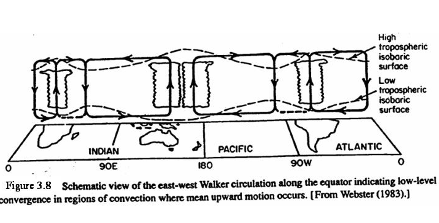 <p>east-west overturning circulation in the tropics, with rising motion over Africa, Indonesia, and South America and sinking over the oceans; component of ENSO (based on the same principles as the monsoon)</p>