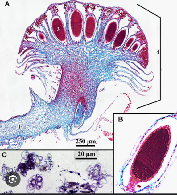 <p>gametophyte</p>