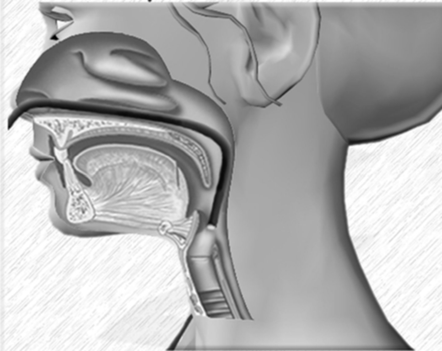 <p>this type of laryngeal endoscopy creates more natural productions but is more invasive. Subject to disruptive vertical movement, making it more difficult to achieve a stable image. May create a darker image. Ideal when the rigid is not possible, connected speech must be observed, vocal tract movements are important, velopharyngeal function is of interest</p>
