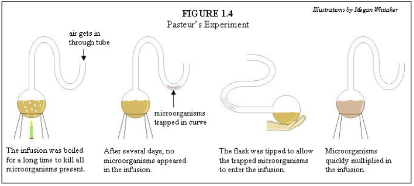 <p>the curve of the neck prevents reinfection of the broth by blocking dust from easily transporting microbes to the broth</p>