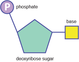 <p>= nucleotides</p><ol><li><p>pentose sugar</p></li><li><p>phosphate group</p></li><li><p>nitrogenous base</p></li></ol><p></p>
