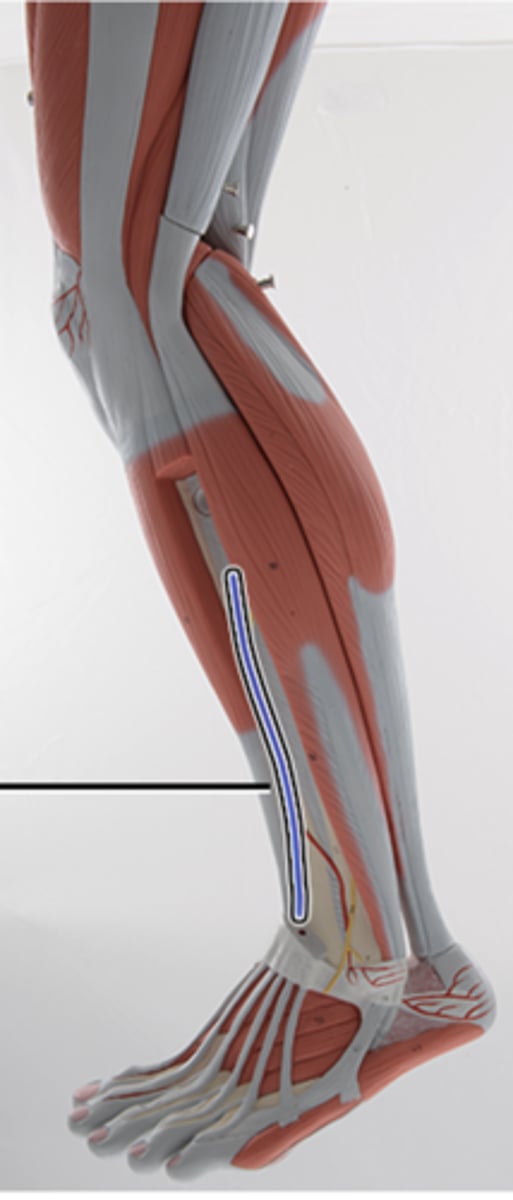 <p>Supplies blood to the muscles of the anterior compartment of the lower leg, ankle and foot</p>