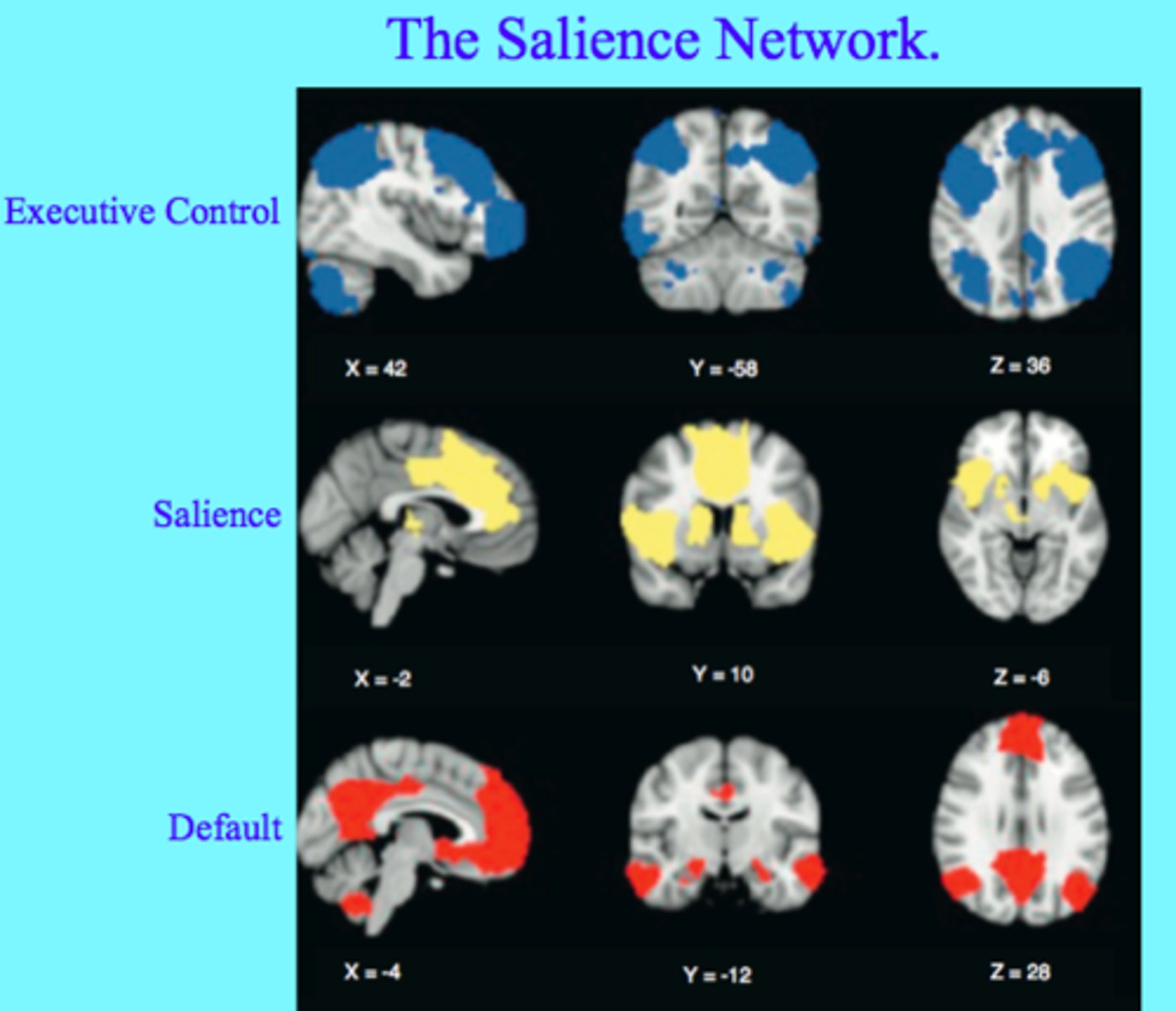 <p>- detects and responds to important stimuli</p>