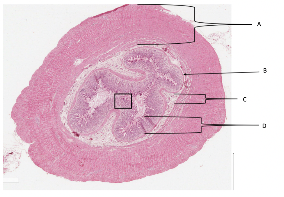 <p>What is C in a cat stomach?</p>