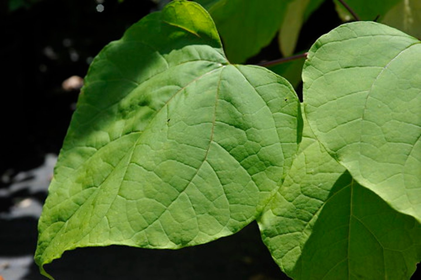 <p>Native <br>Leaf: simple, opposite, entire, pinnately veined, heart shaped, large <br>Other: beans, found in moist soil</p>