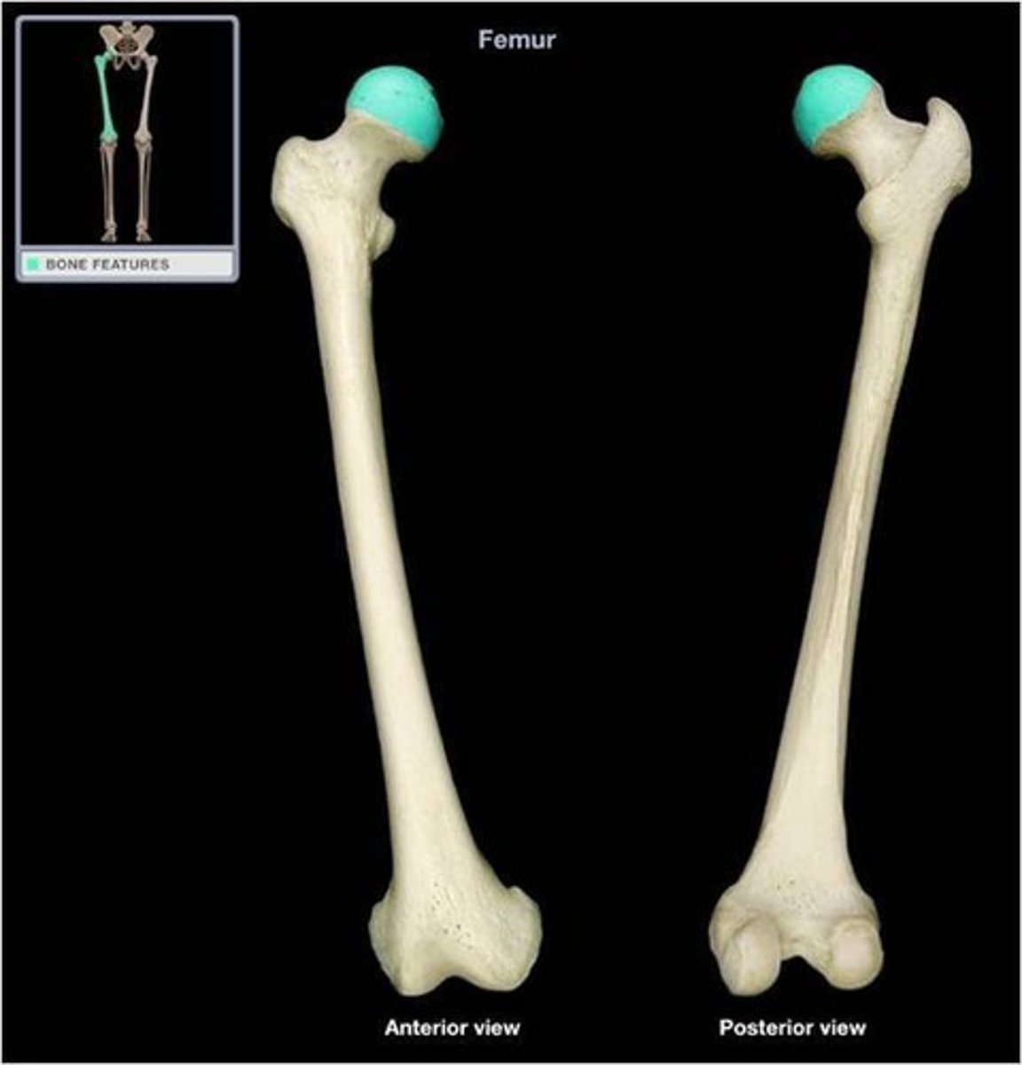 <p>A round, ball-like, process for articulation is called what?</p>