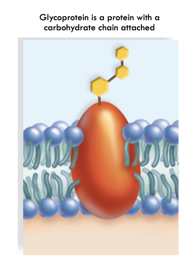 <ul><li><p>Correct Major Histocompatibility Complex (MHC) Glycoproteins must be present on plasma membrane of cell</p></li><li><p>Natural Killer Cells: Kill cells not displaying correct MHC-I Glycoproteins</p></li></ul>