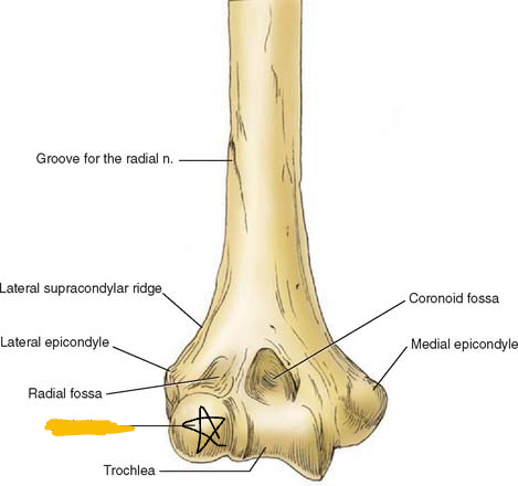 <p>rounded eminence on the lateral and distal part of humerus, also articulates with the head of the radius (anterior view picture)</p>