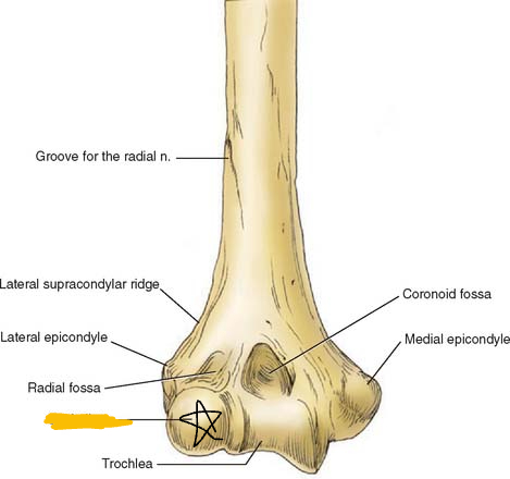rounded eminence on the lateral and distal part of humerus, also articulates with the head of the radius (anterior view picture)