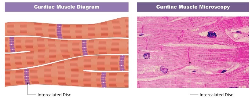 <p>small protein channel that allows small polar channels to pass between cells. allow communication. found in intercalated disks of cardiac muscle. </p>