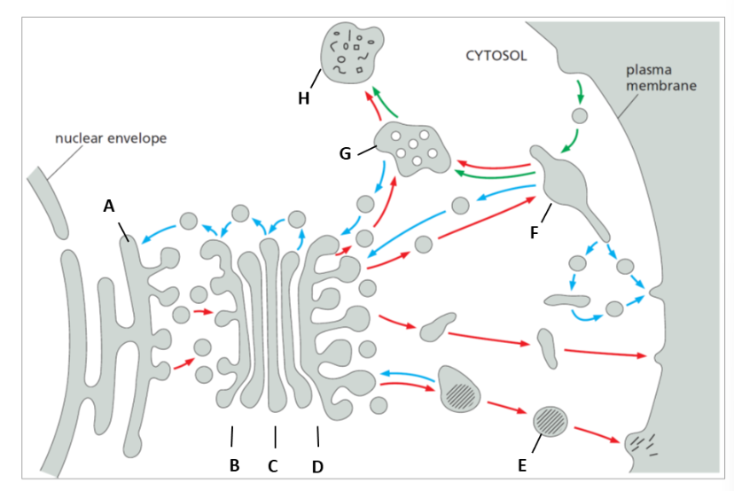 <p>label E F G H </p>