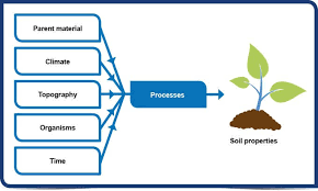 <ul><li><p>Climate = over long period of time and , different biomes have different soil types</p></li><li><p>Topography = slope and elevation of the land</p></li><li><p>parent material </p></li><li><p>organisms - types of decomposers and microorganisms present within the soil </p></li><li><p>time</p></li></ul><p></p>