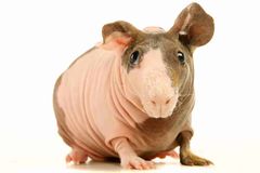 <p>What breed of guinea pig is this?</p>