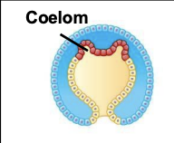 <p>The coelom forms from outpocketing of the middle tissue germ layer</p>