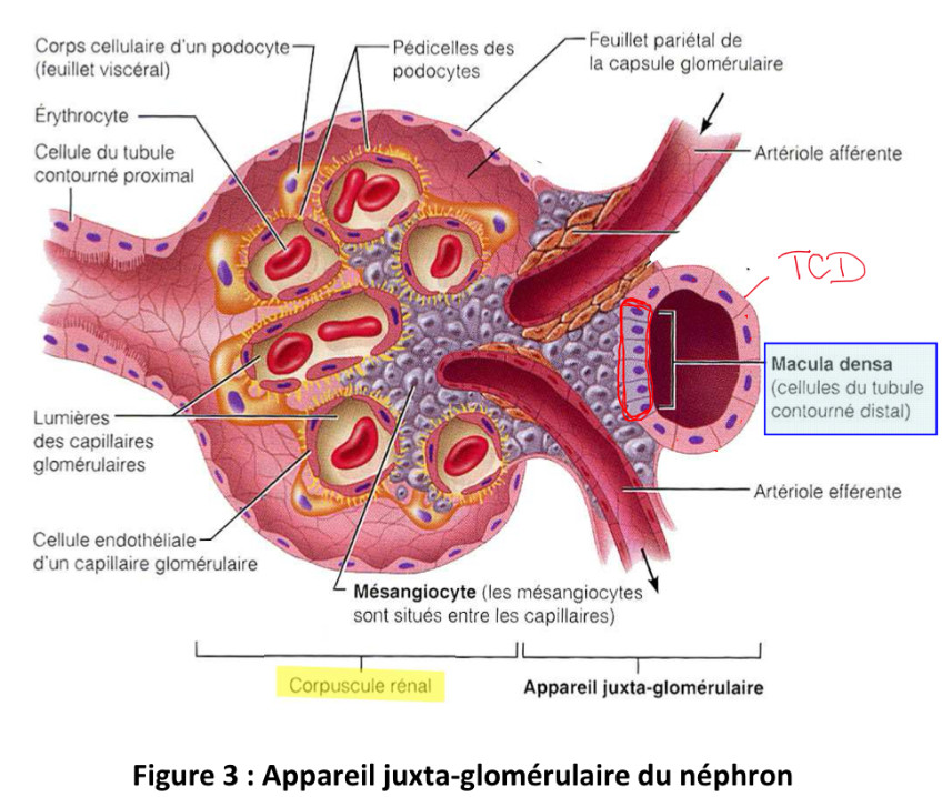 <ul><li><p>Petite partie de la paroi du TCD qui revient au contact du corpuscule de Malpighi </p></li><li><p>Constituée de cellules denses, plus foncées, tassées les unes contre les autres et plus petites que le reste des cellules du TCD </p></li><li><p>Fait partie de l’appareil juxta-glomérulaire (avec artériole afférente et artériole efférente) qui est le support anatomique d’une partie du SRAA (Système Rénine-Angiotensine-Aldostérone)</p></li></ul><p></p>