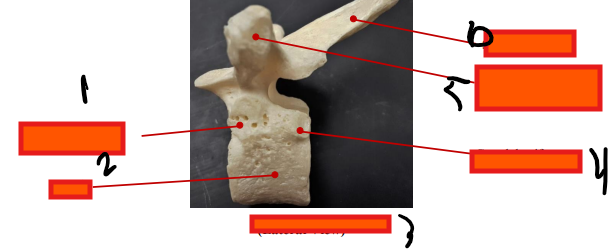 <p>where is the spinous process</p>