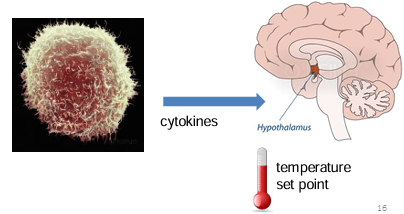 <p>signaling molecules that induce fever when released to the hypothalamus</p>